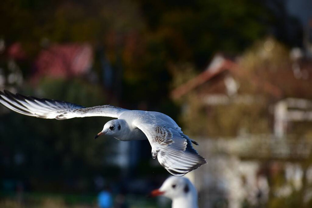 view of the seagull in flight with spread wings - Photo, Image