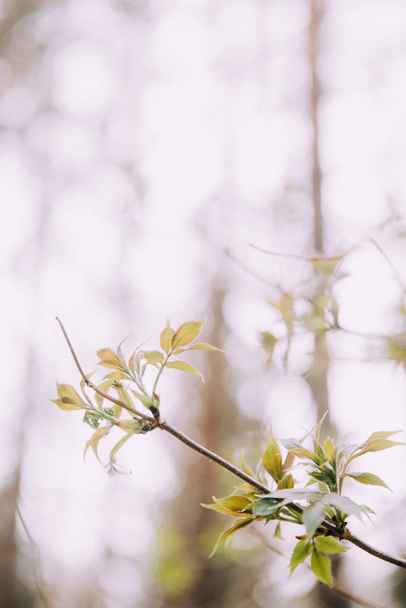 the first leaves on the trees, the budding buds of the trees close-up. macro photography of spring. beautiful abstract bokeh and blurring in the background, fuzzy film color photography with noise  - 写真・画像
