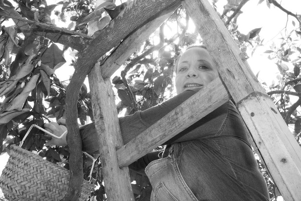 женщина на деревянной лестнице на дереве собирает апельсины. Женщина держит в руках ножницы, чтобы собрать апельсины. - Фото, изображение
