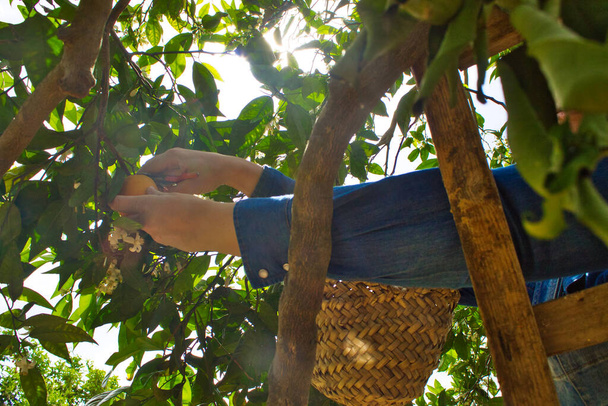mujer en una escalera de madera en un árbol recogiendo naranjas. La mujer sostiene un par de tijeras en sus manos para poder recoger las naranjas - Foto, imagen