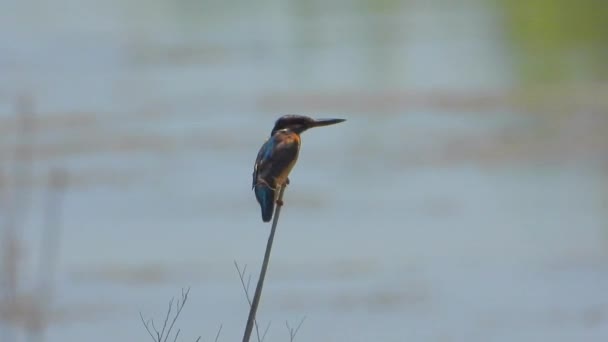 Kingfisher bird alone in the reeds by the wetland lake waters.Reed Alcedo atthis birds animal wild wildlife birding ornithology winged wing beak tele zoom documentary mere lough wetlands pond lakeside lakeshore waterside littoral cinematic background - Footage, Video