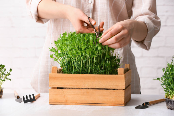 Woman cutting fresh micro green on table - 写真・画像