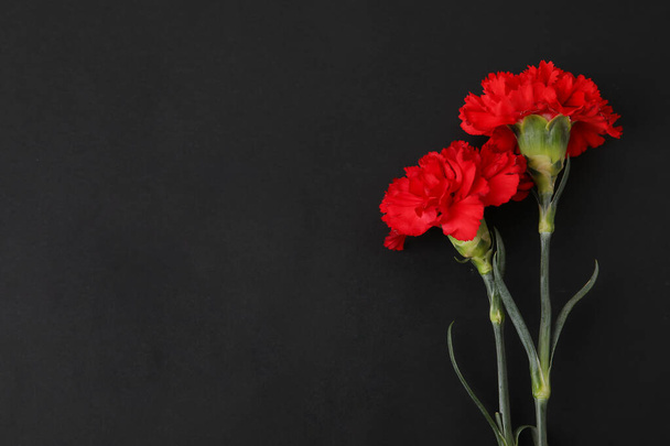 Fresh carnation flowers on dark background - Photo, Image