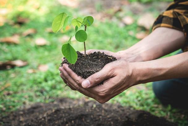 Man met jonge spruitboom in twee handen ter bescherming van nieuwe generatie zaailing te transplanteren in de bodem in de tuin, terwijl herbebossing voor het milieu aarde - Foto, afbeelding