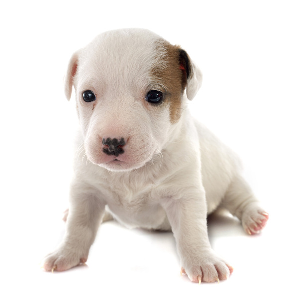 Puppy jack russel terrier - Foto, afbeelding