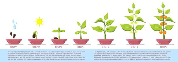 Phases plant growing in pot. Growing plant stages. Seeds, watering can, sprout, grown plant. Seedling gardening plant. Infographic. Evolution concept. Vector illustration of growing plant. flat style - Wektor, obraz