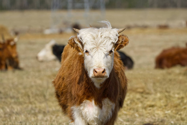 Joven Chandler Herefords Retrato de vaca. Vaca de pintura marrón y blanca. Linda vaca naranja con cabeza blanca - Foto, imagen