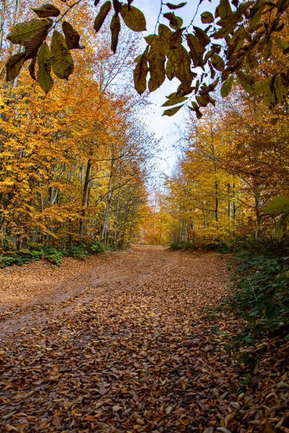 Automne photo de feuilles dans la forêt - Photo, image
