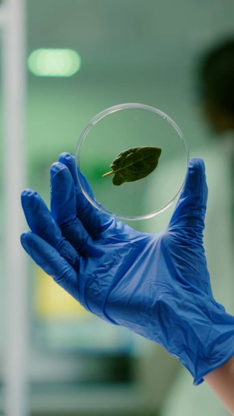 Gros plan du botaniste chercheur tenant dans les mains échantillon avec feuille verte - Photo, image