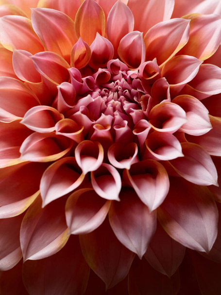 Красива рожева квітка далії крупним планом
 - Фото, зображення