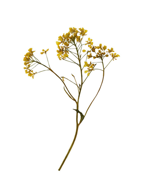 Дикое растение. Сухие прессованные желтые цветы на белом фоне. - Фото, изображение