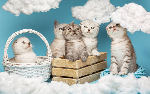 Row of various playful Scottish kittens looking up and funny sitting in a wooden box and wicker basket and looking at the white cotton clouds on a blue background. Funny animals concept. - Photo, Image