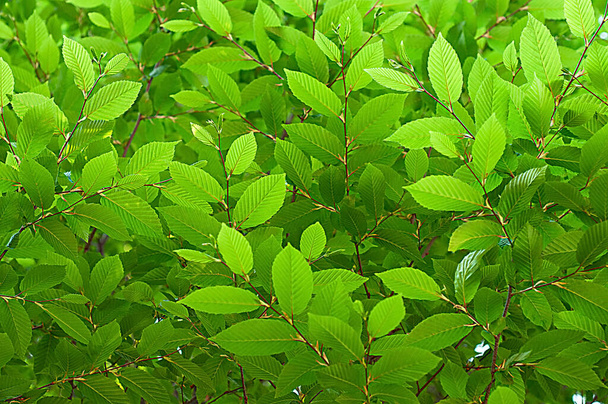 Jasně zelené bujné listí podsvícené - Fotografie, Obrázek