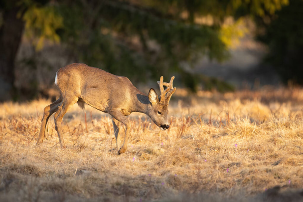 Güneşin doğuşunda bahar otlağında yaşayan büyüleyici erkek geyik. - Fotoğraf, Görsel