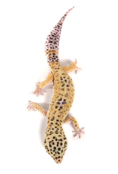 Leopard Gecko izolowany na białym tle - Zdjęcie, obraz