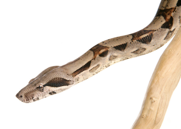 Boa yılanı beyaz arkaplanda izole edildi - Fotoğraf, Görsel
