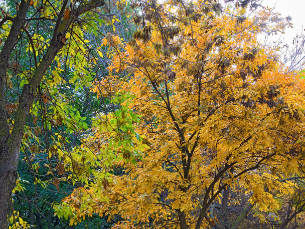 Le frêne est orné d'un feuillage jaune doré, créant un motif d'automne coloré  - Photo, image