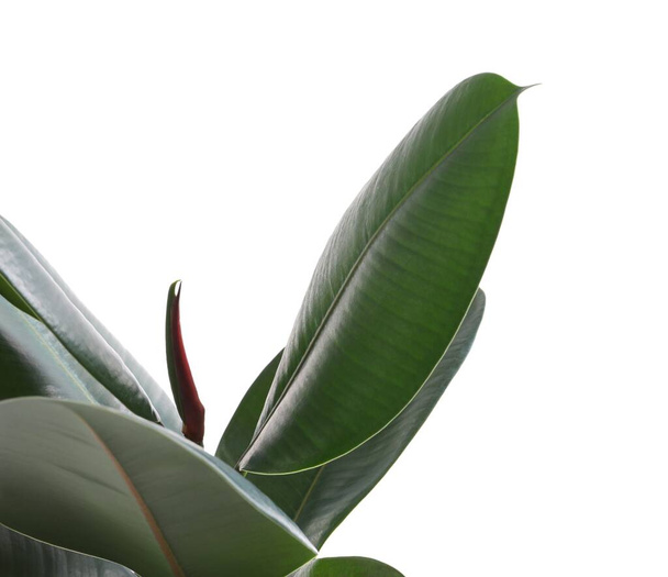 Ficus elastica plant with fresh green leaves on white background - Фото, зображення