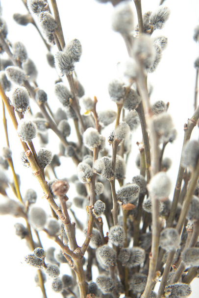 Bouquet de brindilles de saule isolées sur fond blanc. Beau fond de nature printanière. Branche de saule. Pâques, printemps - Photo, image