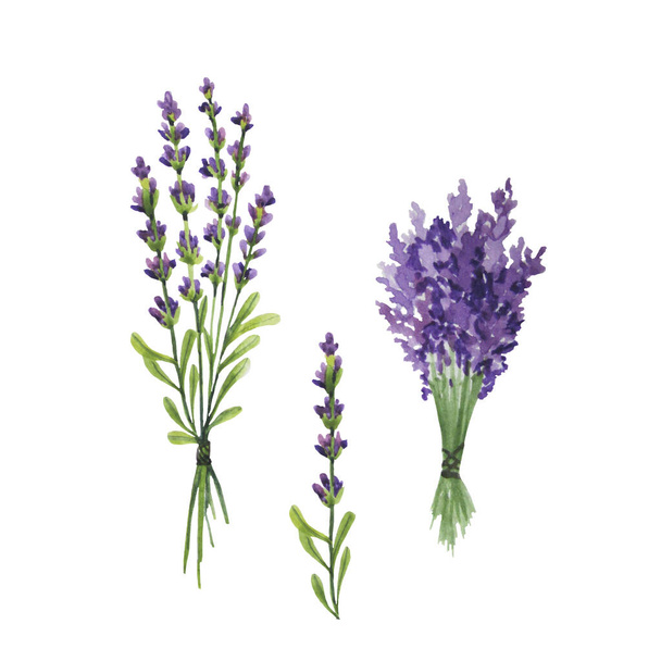 Watercolor lavender on the white background - Fotó, kép
