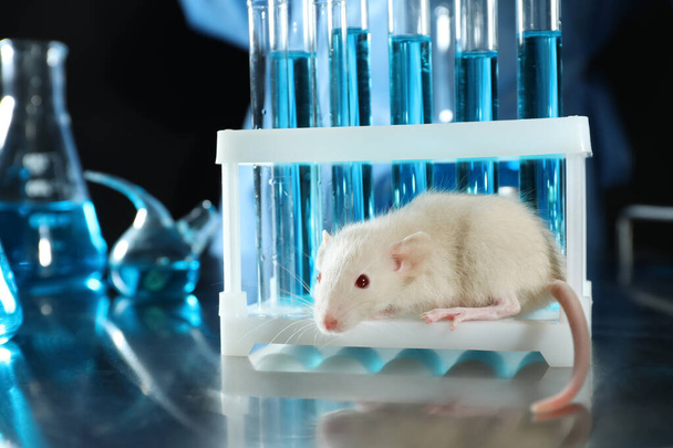 Rat and laboratory glassware on table. Animal testing - Valokuva, kuva