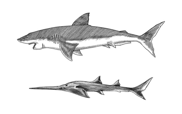 Großer Weißer Hai oder Makrelenhai und Sechskiemenhai. Meeresräuber. Meeresleben. Handgezeichnete, gestochene Skizze. Vektorillustration für Web, Logo oder T-Shirt. - Vektor, Bild