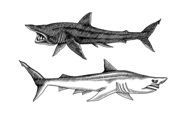 Basking shark and Sand shark. Marine predatory animal. Sea life. Hand drawn vintage engraved sketch. Ocean fish. Vector illustration for web, logo or t-shirt. - Vector, Image