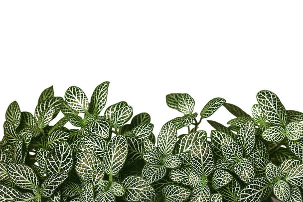 白い背景にシダの緑の葉 - 写真・画像