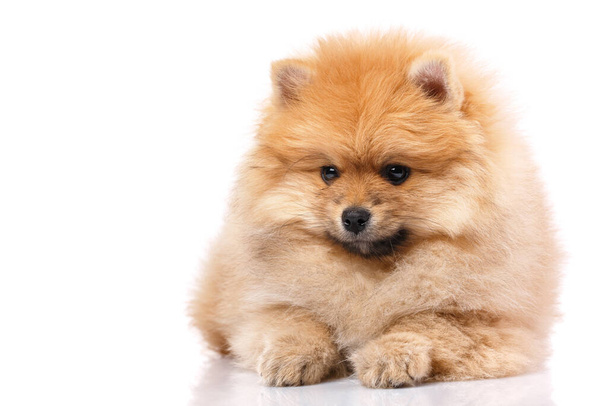 Cute little pomeranian spitz puppy lies on a white background. - Photo, Image
