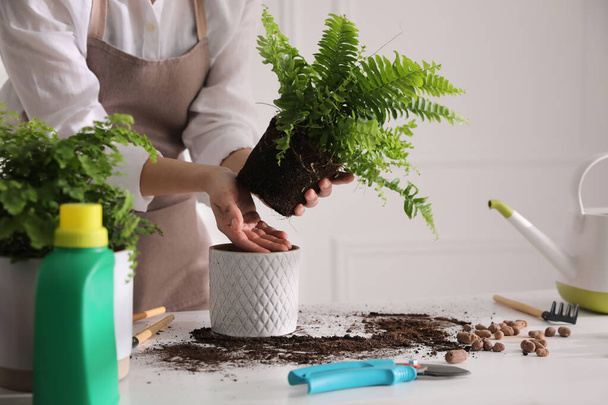 Woman planting fern at white table indoors, closeup - Foto, afbeelding