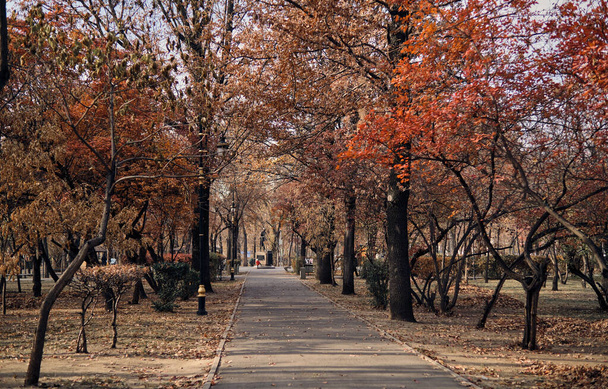 Δεντρόφυτο μονοπάτι σε πάρκο, Αλμάτι, Καζακστάν - Φωτογραφία, εικόνα