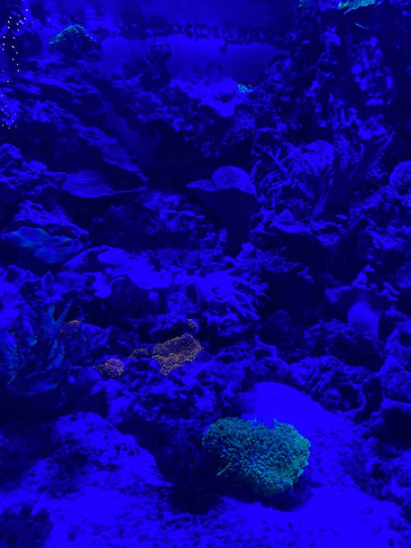 different fish swim behind glass in the aquarium - Foto, Imagem