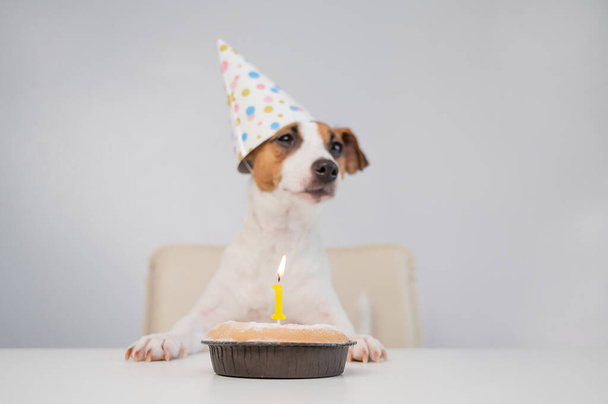 A cute dog in a festive cap sits in front of a cake with a burning candle number one. Jack russell terrier is celebrating his birthday - Foto, Imagem