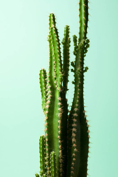 Маленька кактусова рослина на фоні зеленої стіни
. - Фото, зображення