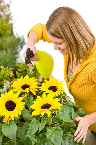 Gardening - woman sprinkling water to sunflowers on white background - Фото, зображення