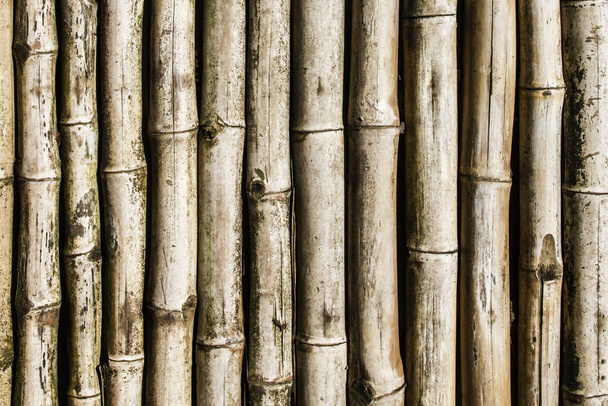 bambou bâtons modèle. Plantes naturelles en bois tuyaux fond - Photo, image