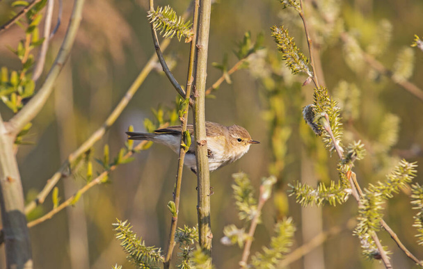 little bird among the spring greenery - Photo, Image