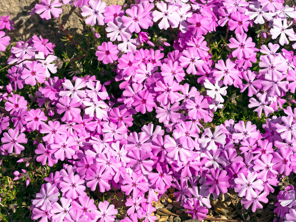 Pink creeping phlox flowerng in a rock garden - Photo, Image