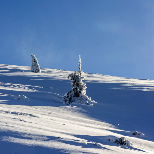 The snow and snow-covered trees in Sancy massif, Puy de Dome department, Auvergne-Rhone-Alpes, France - Foto, afbeelding
