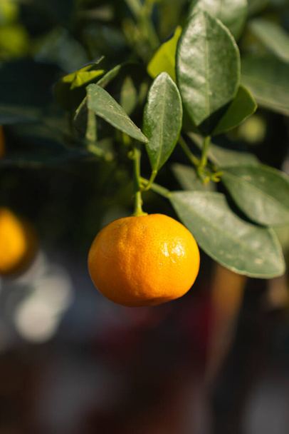 A closeup shot of a ripe orange tangerine f hanging on a tree under a bright sunlight - Φωτογραφία, εικόνα