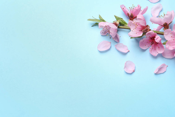 Beautiful sakura tree blossoms on light blue background, flat lay. Space for text - Foto, Imagen