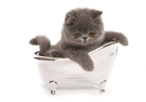 екзотичний кошеня в невеликій срібній ванні ізольовані на білому тлі
 - Фото, зображення