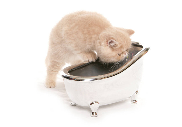 екзотичний кошеня дивиться на маленьку срібну ванну ізольовано на білому тлі
 - Фото, зображення