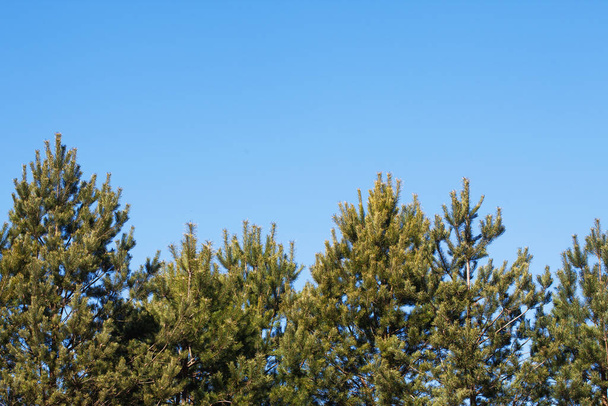 pine tree in the forest - Fotoğraf, Görsel
