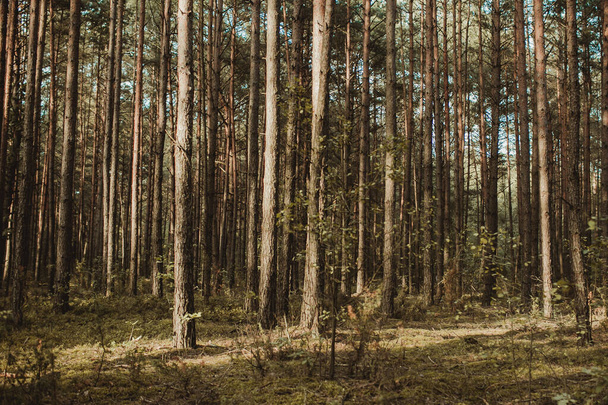 Wald am Morgen - Foto, Bild
