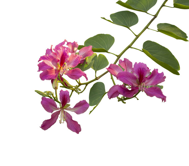 Pink petals of Purple Bauhinia Orchid tree known as Hong Kong Orchid and Butterfly tree, tropical plant blooming on green leaf branch, isolated on white background with clipping path  - Photo, Image