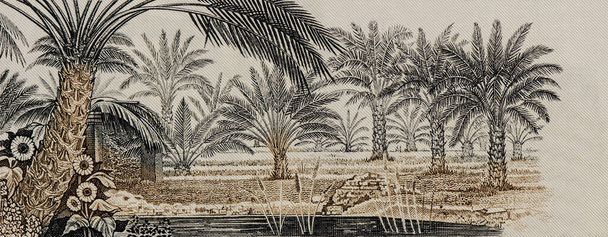 Medjoolské palmy. Portrét ze saúdskoarabských bankovek 10 Riyals 1983. - Fotografie, Obrázek