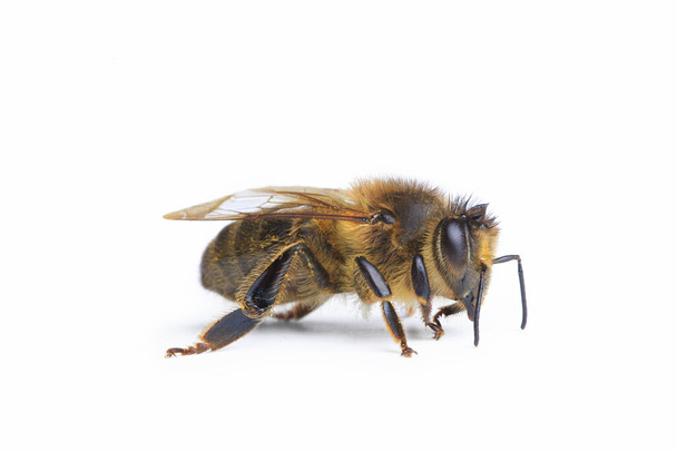 Biene isoliert auf weißem Hintergrund, Makro - Foto, Bild