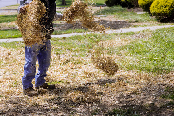 Landscapin of straw mulch covering with work lawn landscaper house yard work - Photo, Image