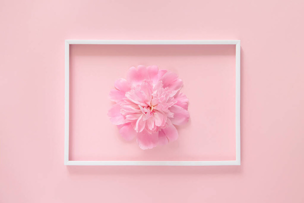 Pink peony flower close up on colorful background with white frame. Minimal style composition. Flat lay. Top view. Nature concept - Zdjęcie, obraz